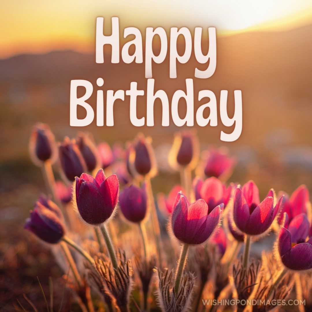 Purple wild crocus flavus flower. Happy Birthday Purple Flower Images